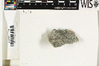 Porpidia tuberculosa image