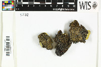 Protothelenella sphinctrinoides image