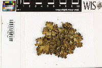 Pseudocyphellaria coriifolia image