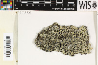 Pyxine rhizophorae image