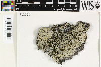 Image of Pyxine rhizophorae