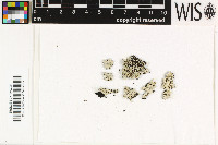 Pyxine rhodesiaca image