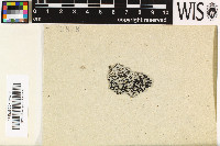Pyxine rhodesiaca image