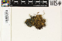 Ramalea coilophylla image