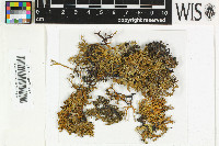 Ramalina almquistii image