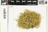 Ramalina calicaris image