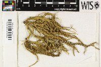 Ramalina celastri image