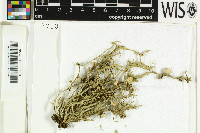 Ramalina fraxinea image