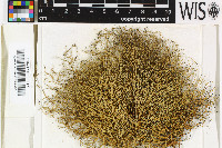 Ramalina gracilis image