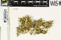 Ramalina requienii image