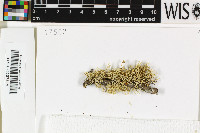 Ramalina subgeniculata image