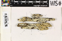 Redingeria glyphica image