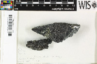 Image of Rhizocarpon elevatum