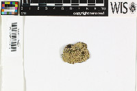 Rhizocarpon lusitanicum image