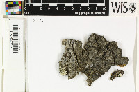 Image of Rinodina australiensis