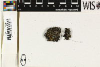 Rinodina mniaraea image