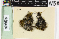 Rinodina turfacea image
