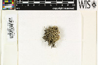 Roccella phycopsis image