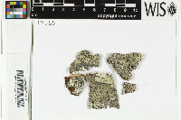 Pyrenula massariospora image