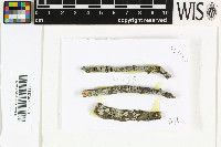 Sphinctrina tubaeformis image