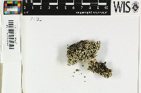 Stereocaulon botryosum image