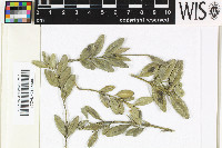 Strigula nitidula image