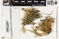 Image of Usnea aurantiaca