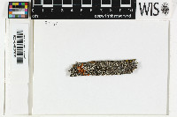 Rusavskia elegans image