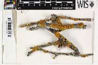 Xanthoria parietina image