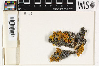 Xanthoria parietina image