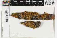 Xanthoria parietina image