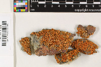 Xanthoria resendei image