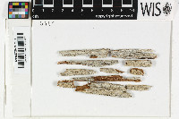 Xylographa trunciseda image