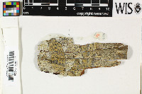 Pseudopyrenula subnudata image