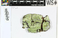 Sagenidiopsis undulatum image