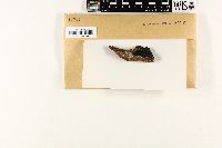 Wahlenbergiella striatula image