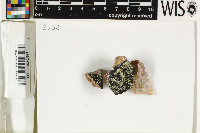 Pyxine microspora image