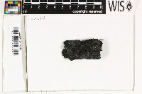 Placynthiella icmalea image