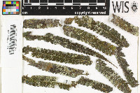 Sporopodium xantholeucum image