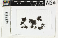 Xanthoparmelia verruculifera image