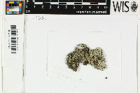 Pyxine coralligera image