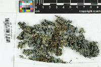 Leptogium phyllocarpum image