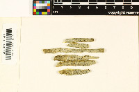 Anisomeridium subnectendum image