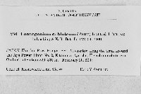 Coenogonium subluteum image