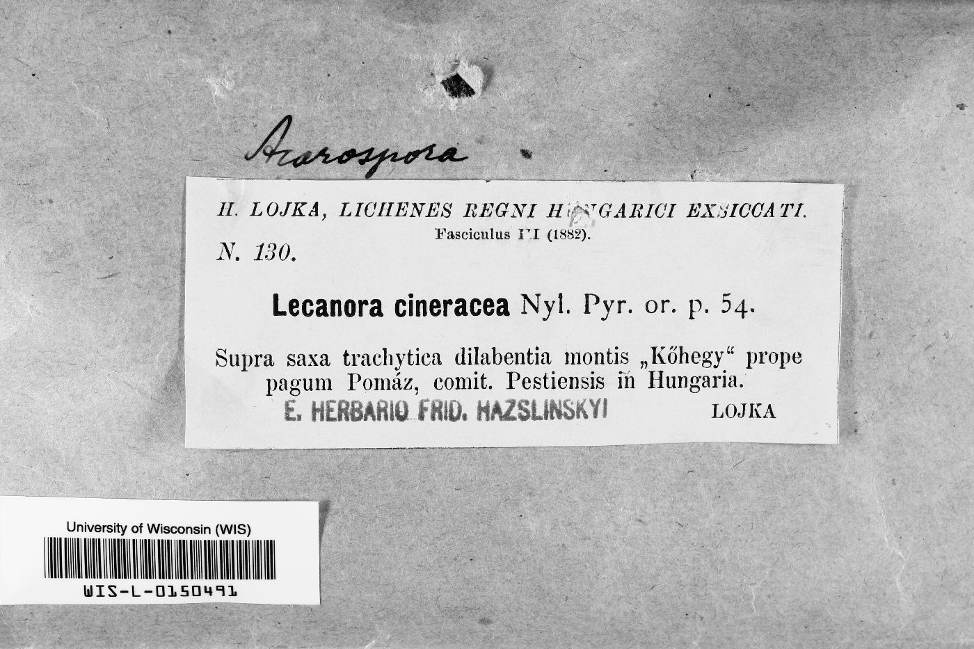 Lecanora cineracea image