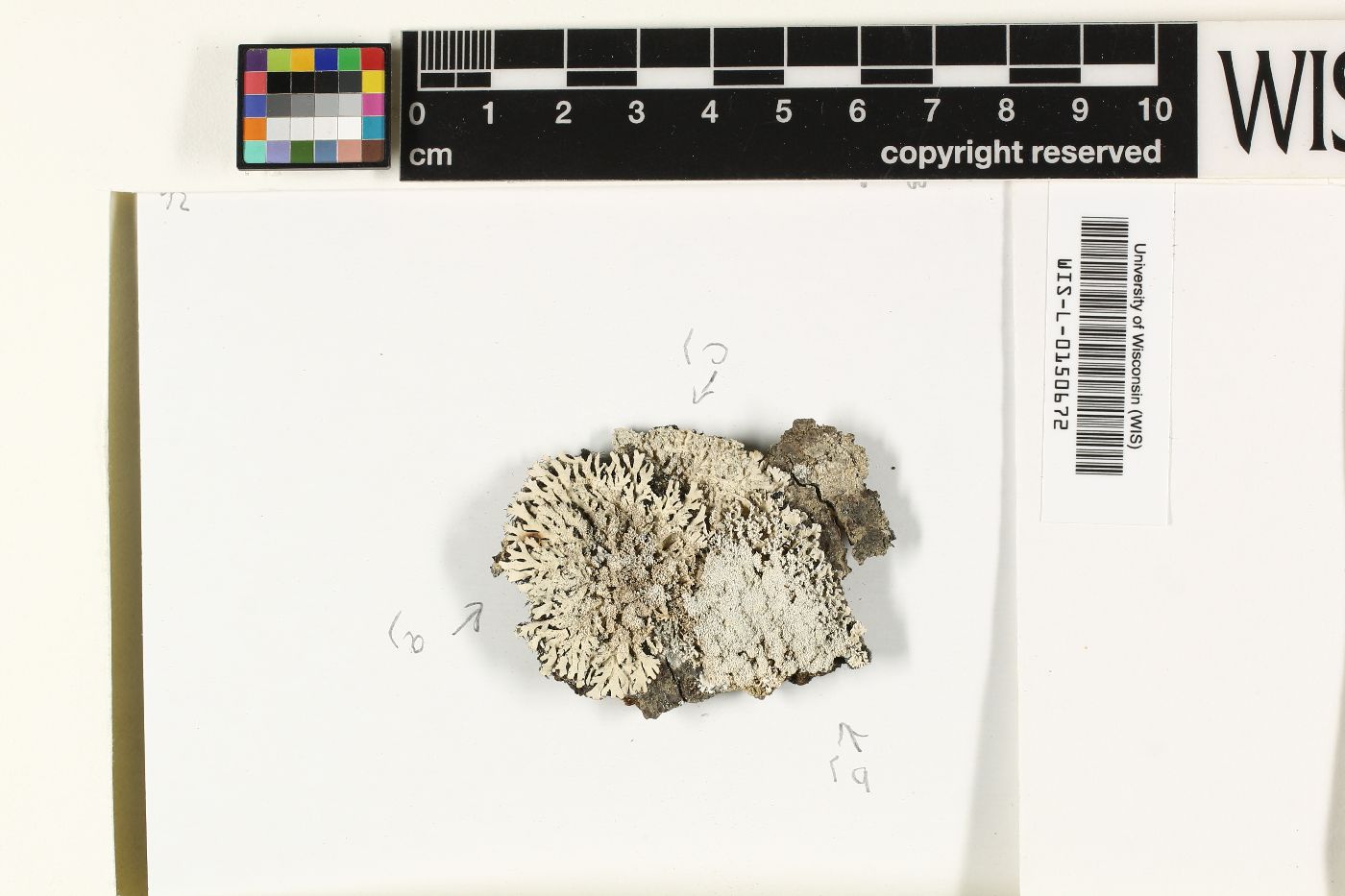 Polyblastidium corallophorum image