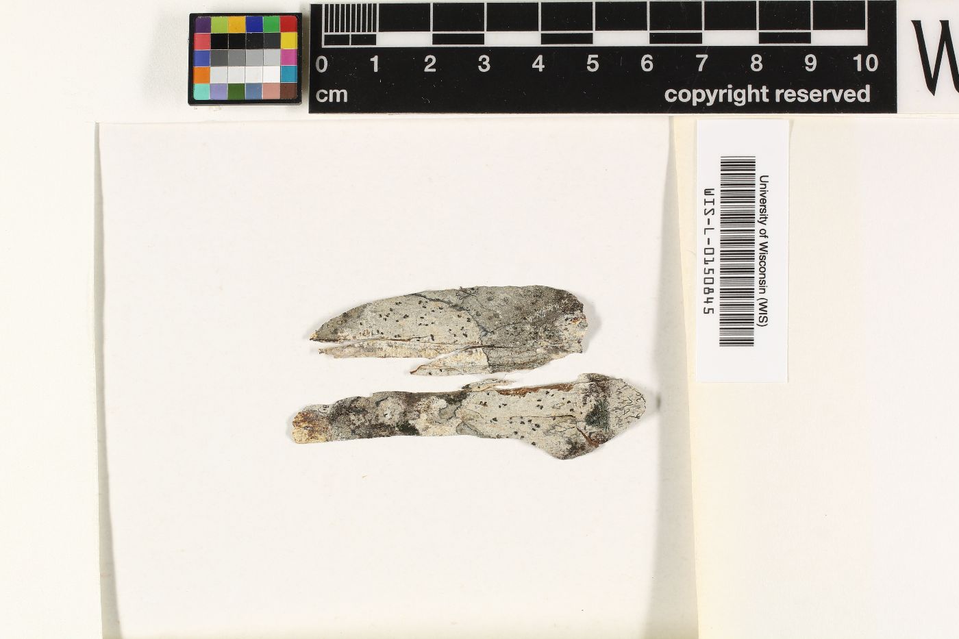 Phaeographis fusca image