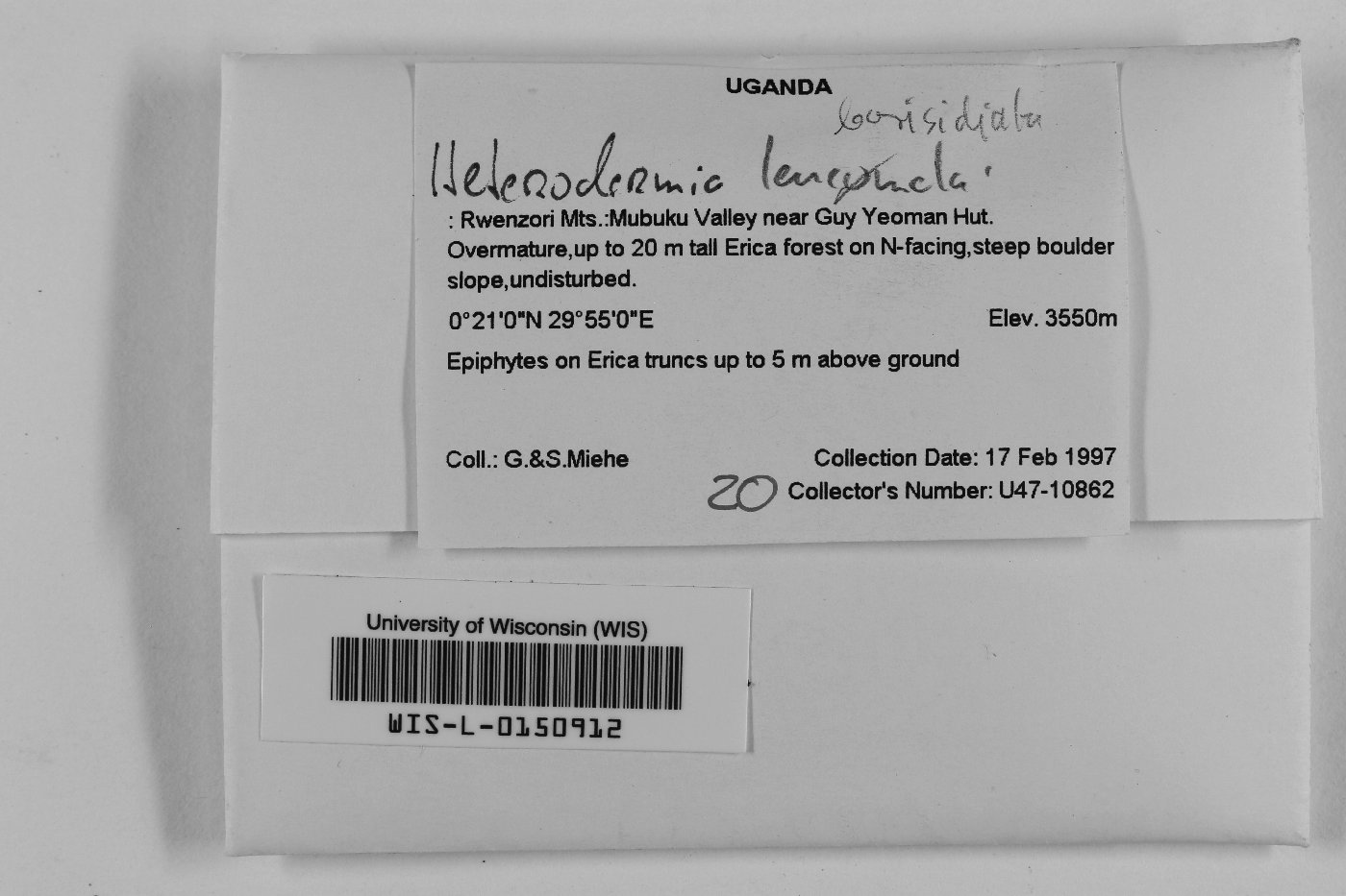 Leucodermia borphyllidiata image