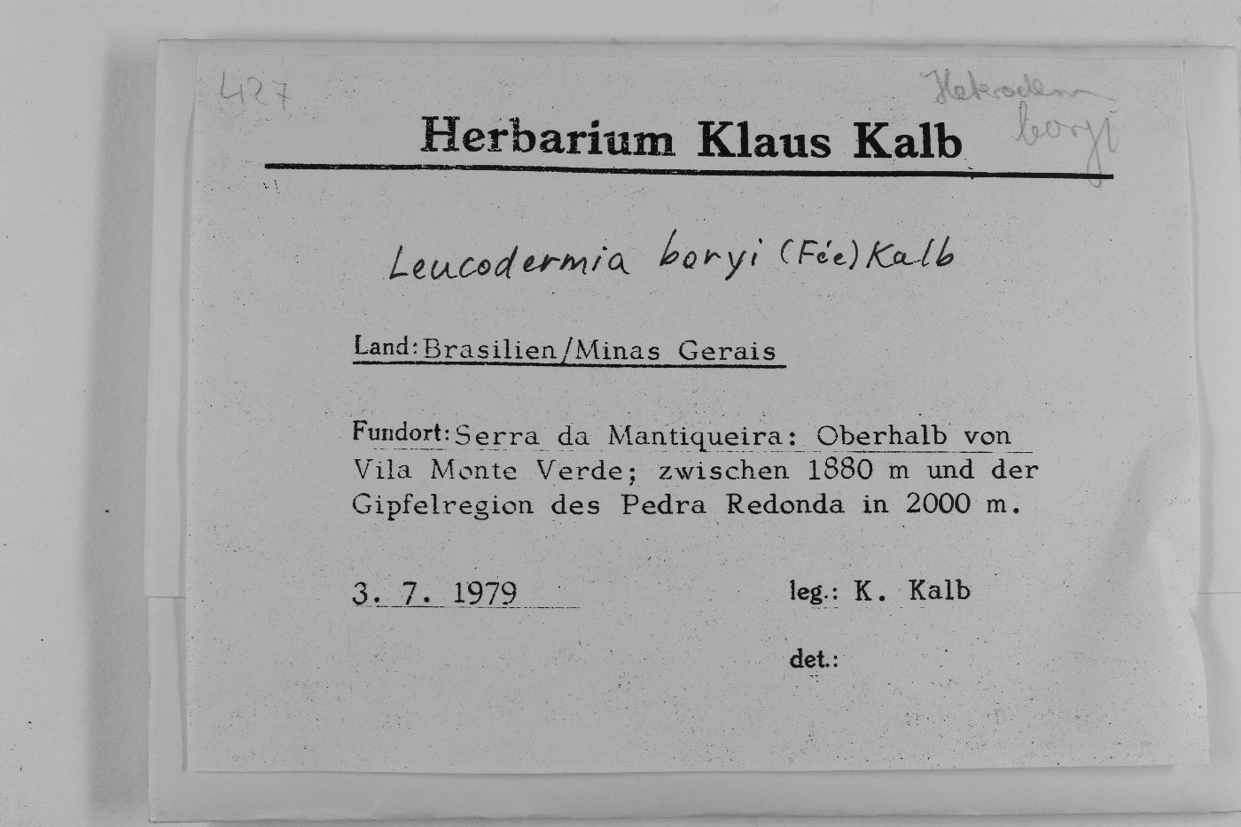 Leucodermia boryi image