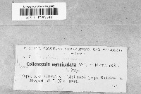 Image of Collemopsis vermiculata